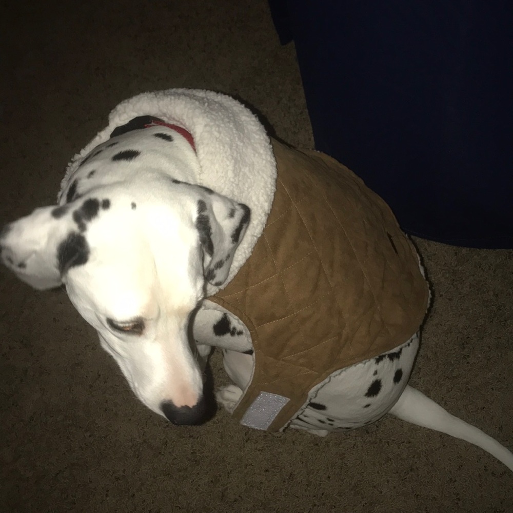 Ugg dog jacket